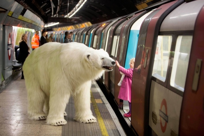 polar-bear-london